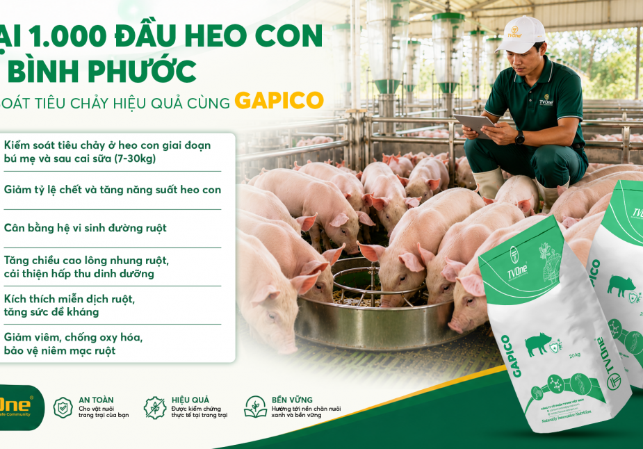 Trại 1.000 đầu heo con tại Bình Phước kiểm soát tiêu chảy hiệu quả cùng GAPICO